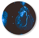 icon-cardiac-imaging